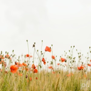 Listen to secret garden song with lyrics from Dreamy Kid