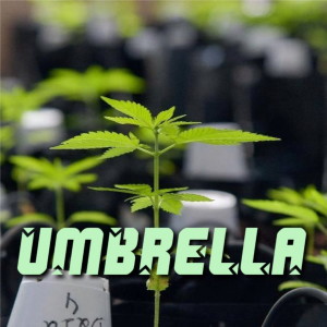 Dengarkan lagu Umbrella (Remix) nyanyian Dj 4Li dengan lirik