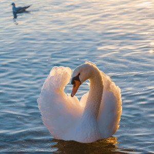 Dengarkan lagu Dark Chocolate (Explicit) nyanyian PestoRaper dengan lirik