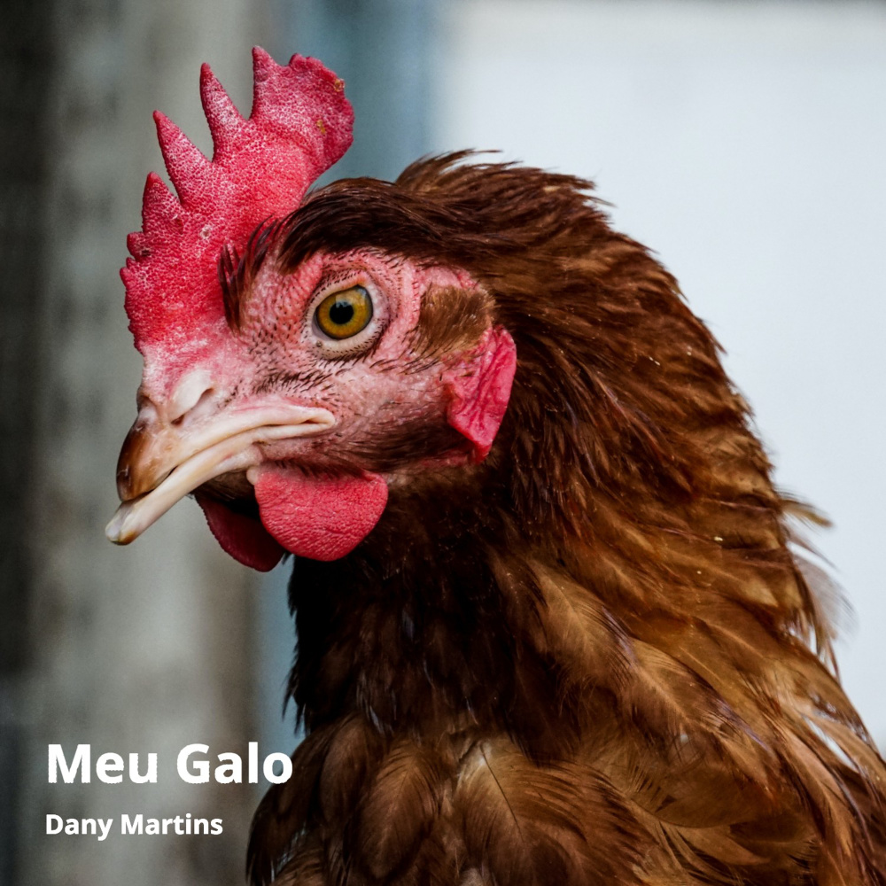 Meu Galo (Principal)
