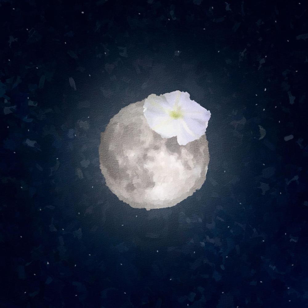 Dama da Noite