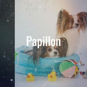 收听Lynie的Papillon歌词歌曲