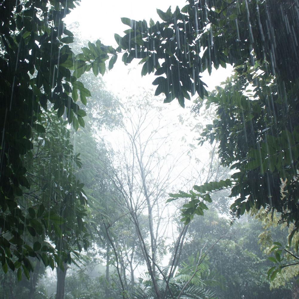 Rainfall Serene in Melodies Mystic