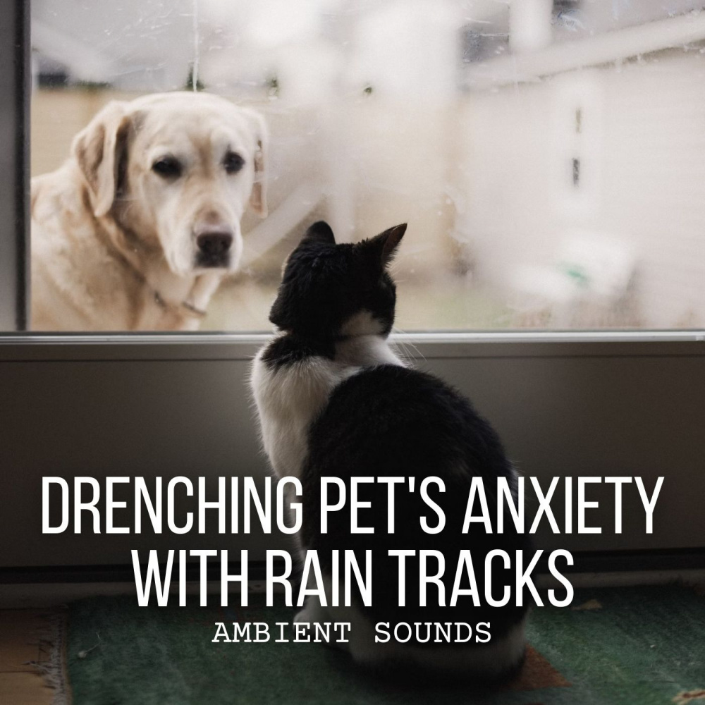 Relaxing Raindrops for Calming Pets