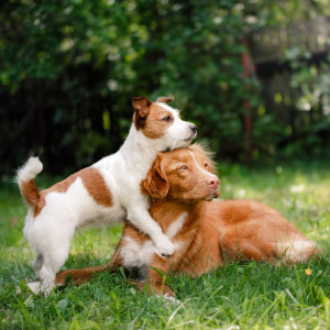 Rainy Piano's Pawsitive Dog Companions