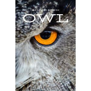 收聽Alexandre Cornish的Owl歌詞歌曲