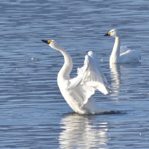 Album The Dancing Cranes from Hayato Asano