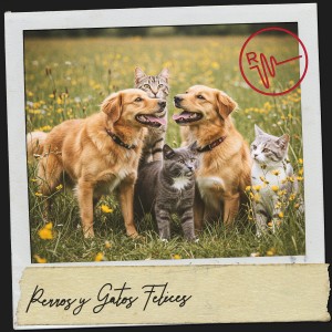 อัลบัม Cat and Dog Music Place: Noche de ensueño ศิลปิน Cat Music Therapy