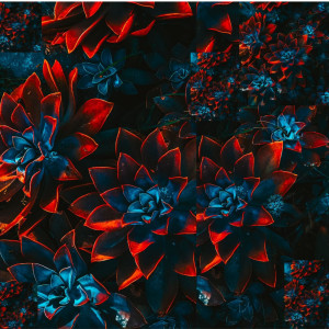 Listen to Bloom song with lyrics from Neon BLK