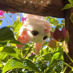 Listen to 活在当下吧 song with lyrics from 叁银