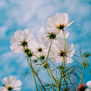 Album Spring from Mrchild