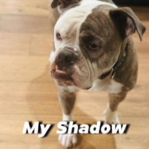 收聽Smeezy的My Shadow歌詞歌曲