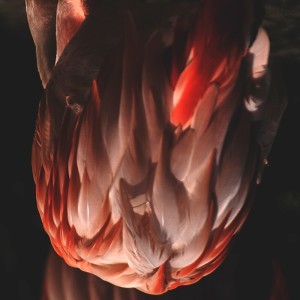 Listen to Sabre song with lyrics from Tsar