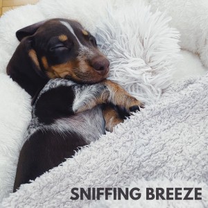 收聽Relaxing Music for Dogs的Sniffing Breeze歌詞歌曲