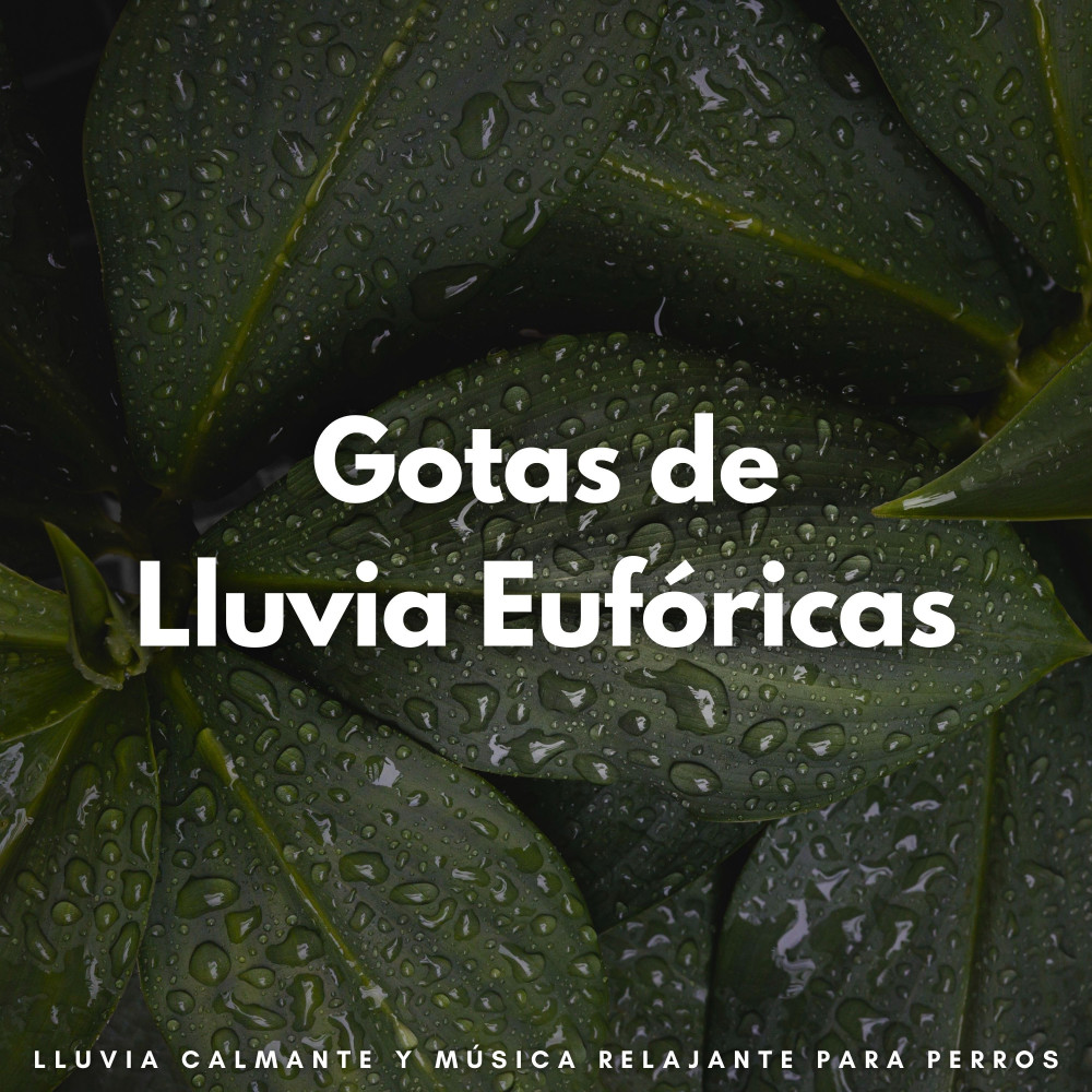 Terapia De Lluvia Tranquila