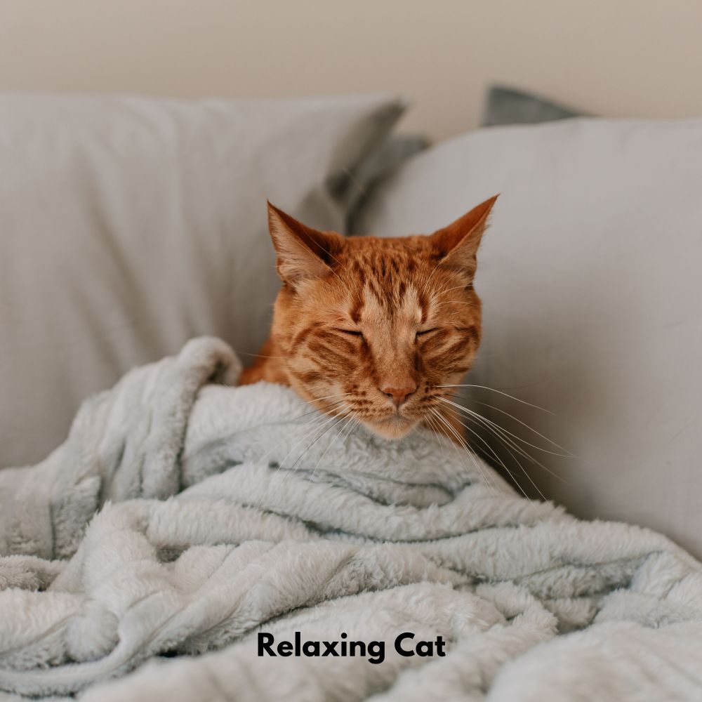 Soft Fur Relaxation Tones