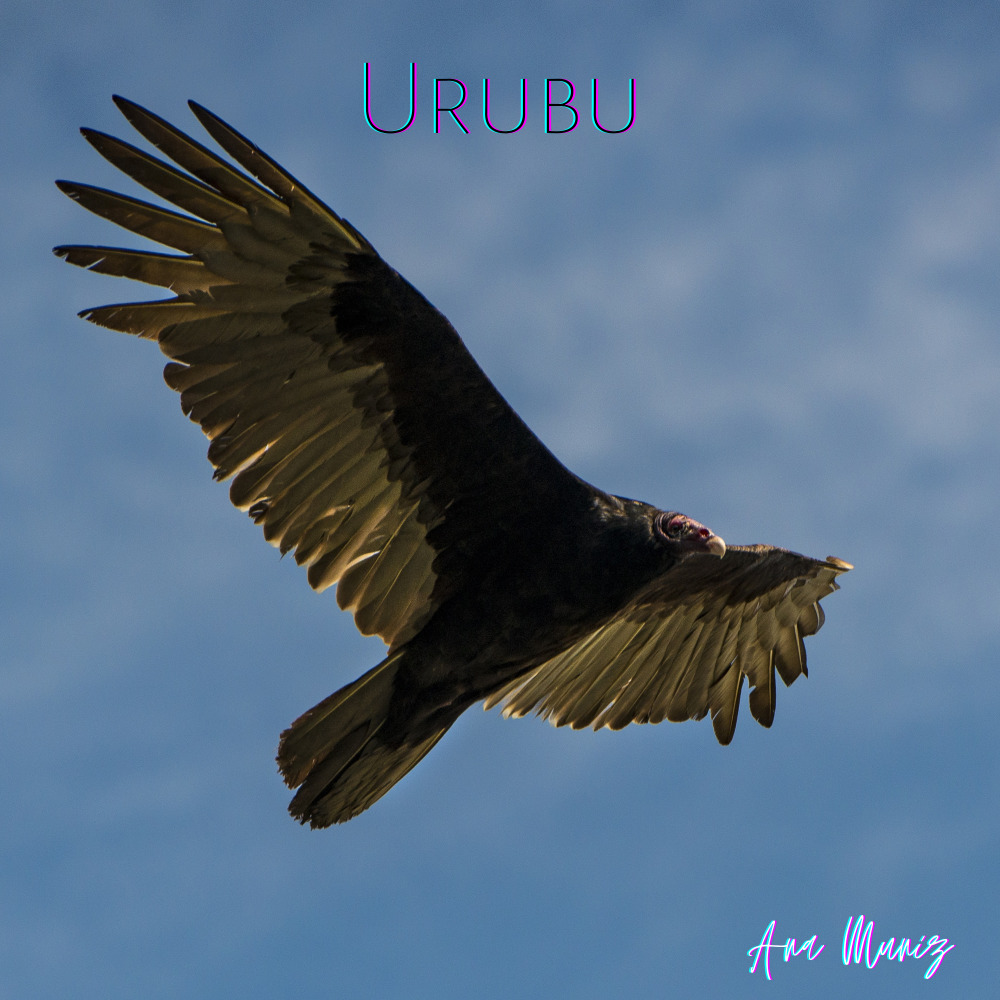 Urubu