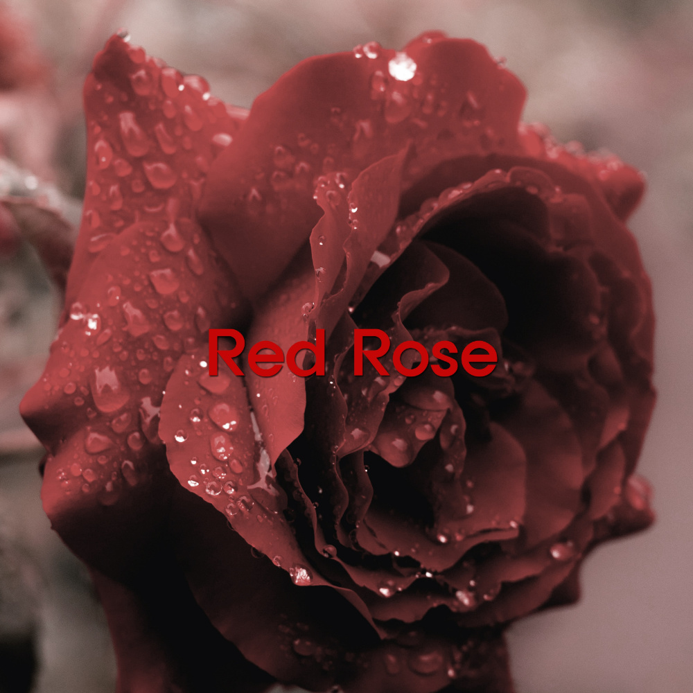 Red Rose