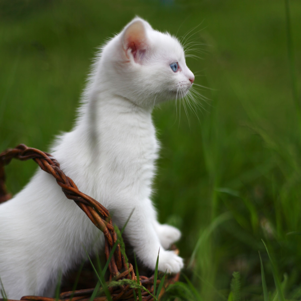 Nocturnal Crickets Cats Tranquil Melodies