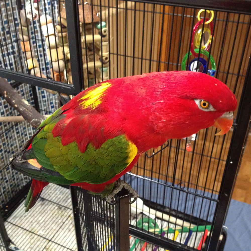 Pretty Bird (Single Version)