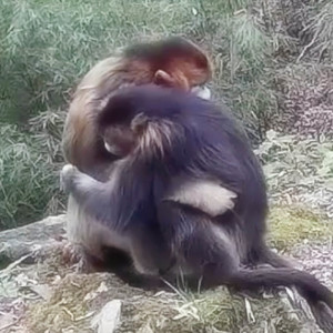 ดาวน์โหลดและฟังเพลง embrace พร้อมเนื้อเพลงจาก Plante