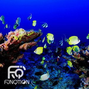 Easy Music的專輯Aquarium Man - It's for Tropical Fish