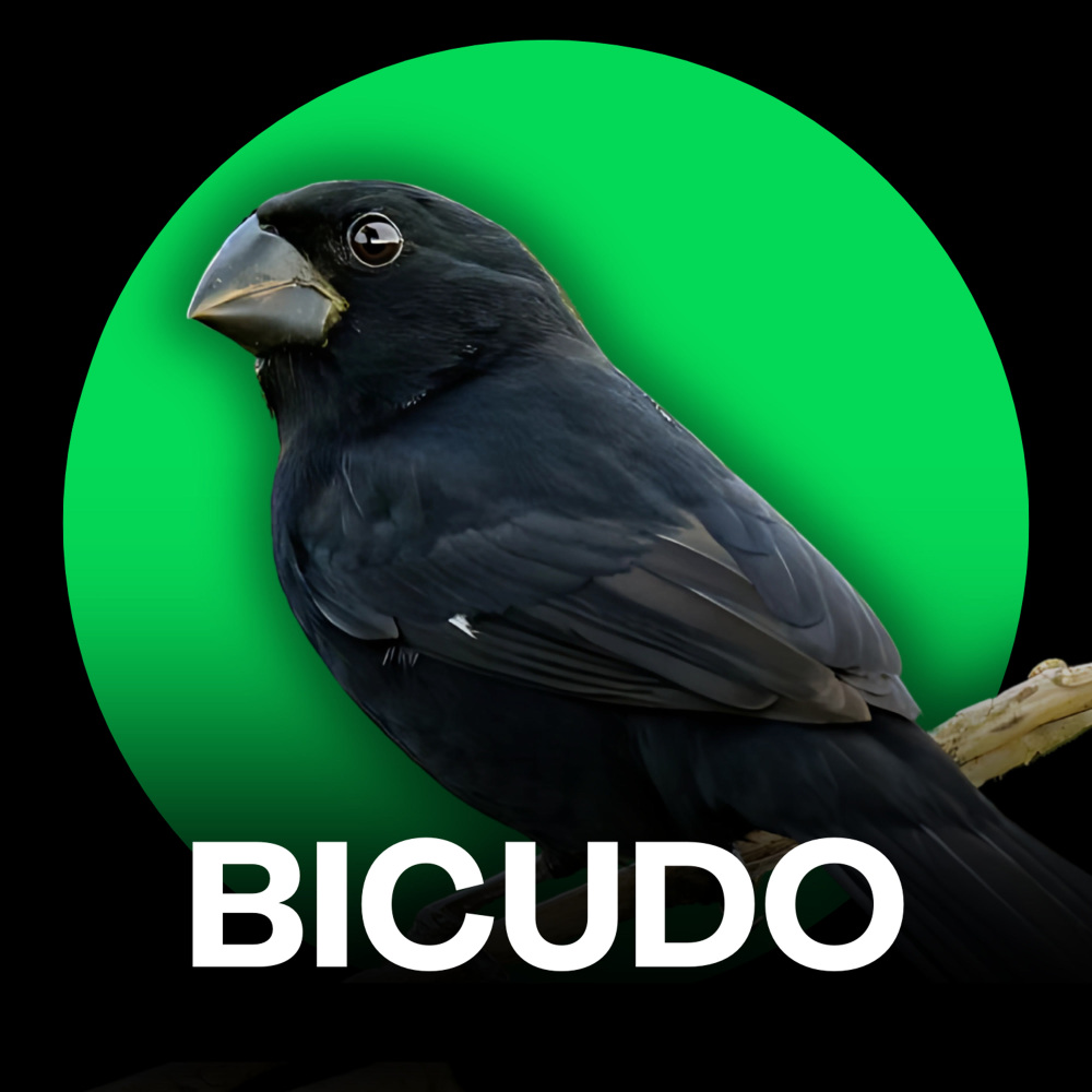 Bicudo - Canto Flauta 2