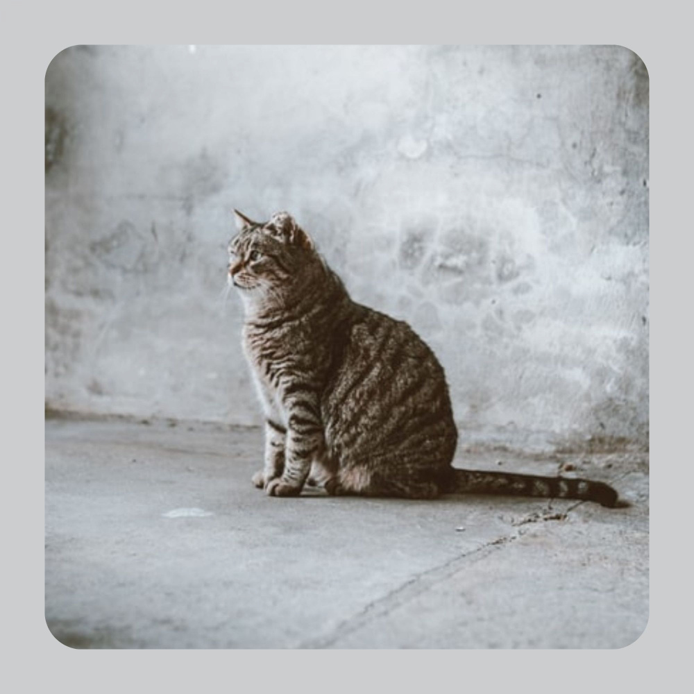 Tranquil Ambiance for Evening Cat Strolls