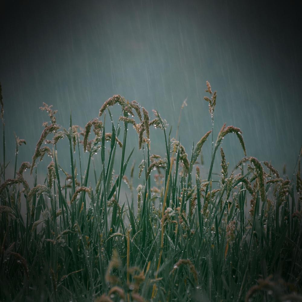 Light Rain and Nature Sounds for Meditation