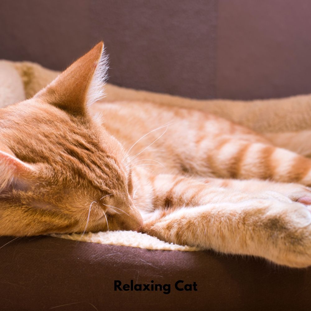 Pawful Tranquil Sounds
