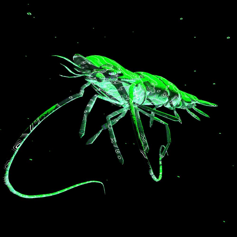 Shrimp Gambito