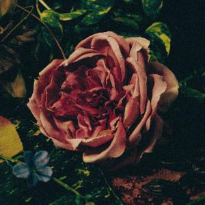 ดาวน์โหลดและฟังเพลง Let it All in พร้อมเนื้อเพลงจาก Daniel Revel