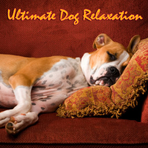 ดาวน์โหลดและฟังเพลง Dog Love Dog พร้อมเนื้อเพลงจาก Music For Pets