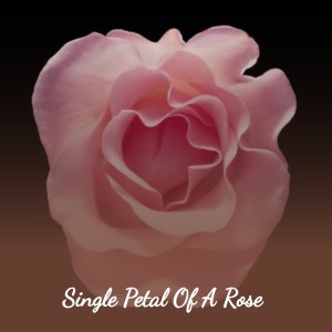 Various的专辑Single Petal of a Rose