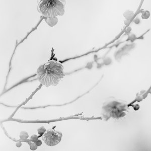 Listen to 開花の詩 (feat. 鳴花ヒメ & 鳴花ミコト) song with lyrics from Akamutsu