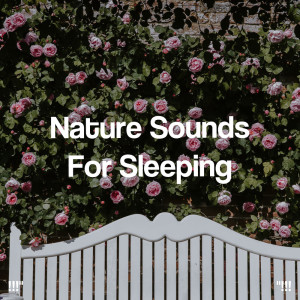 Listen to Peacful Nature Sounds With Birds song with lyrics from Deep Sleep
