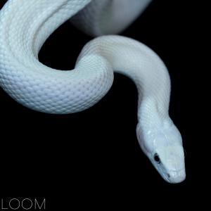ดาวน์โหลดและฟังเพลง Snow พร้อมเนื้อเพลงจาก Loom