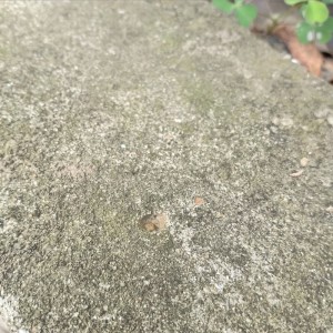 Album Kickstart from 