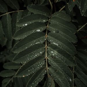 Dengarkan Bliss lagu dari Nature Sounds Nature Music dengan lirik