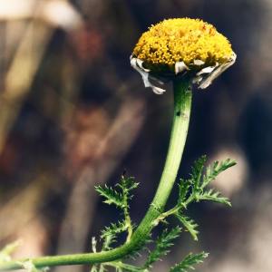 Listen to Japanese Tree song with lyrics from Yoga Music