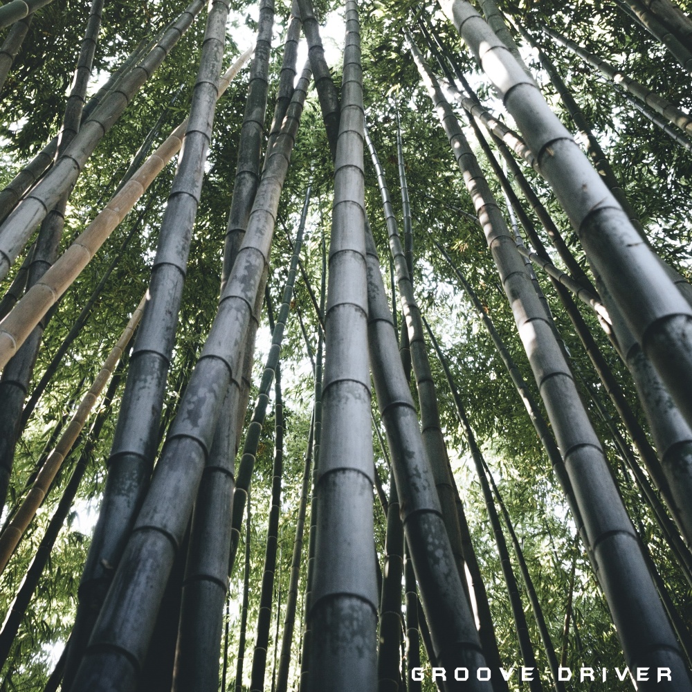 Bamboo Forest