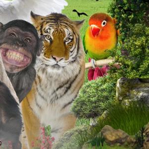 收听Bensounds的The Jungle Music Adventure歌词歌曲