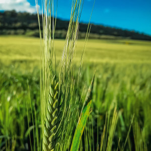 Listen to Yoga Depth song with lyrics from Nature Sounds Nature Music