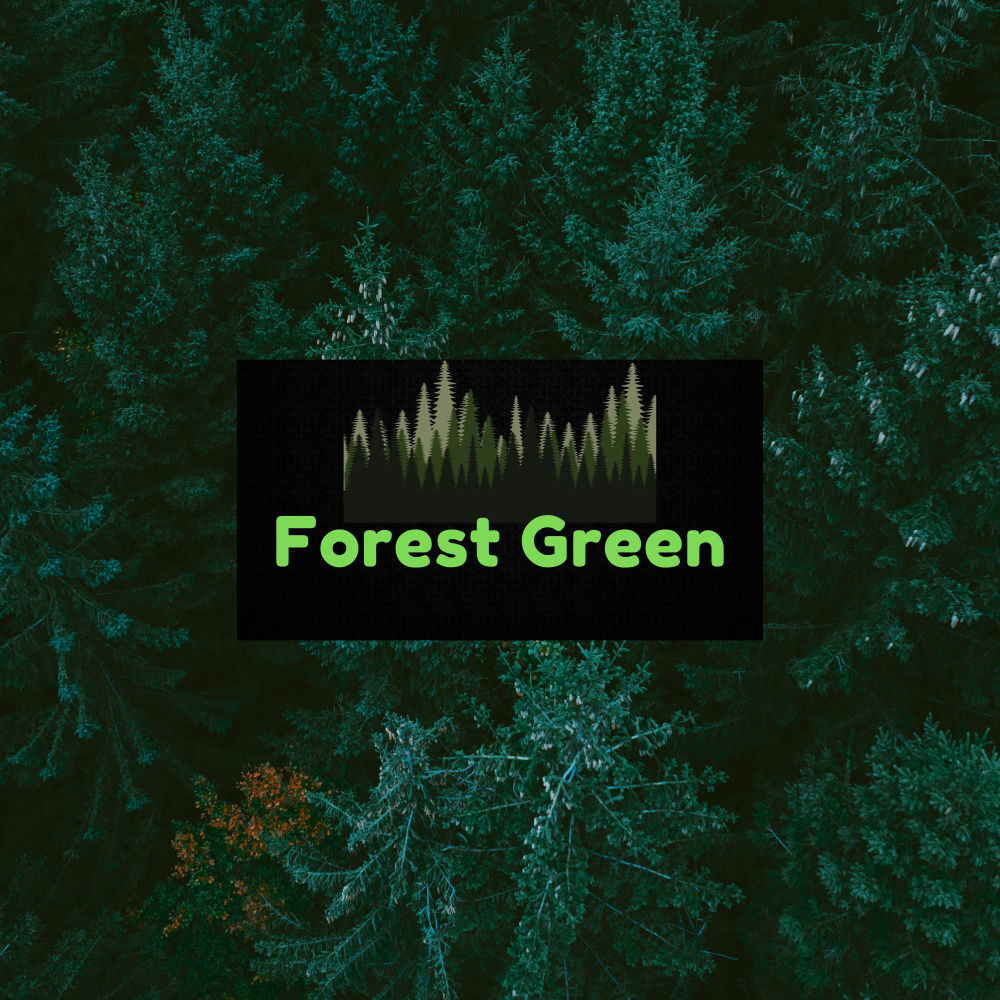 Enchanted Pine Forest