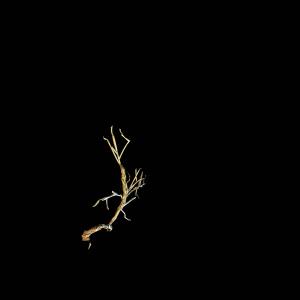 Listen to Sketch For String Quartet 2 song with lyrics from Harold Nono