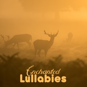 อัลบัม Enchanted Lullabies ศิลปิน Sleep Lullabies