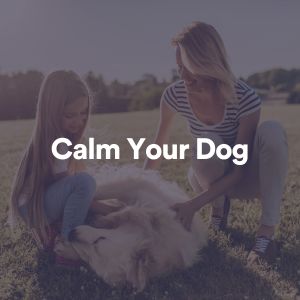 Calm Your Dog