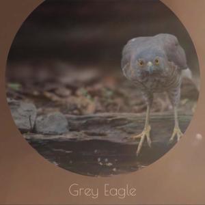 Dengarkan lagu Grey Eagle nyanyian Clint Howard dengan lirik
