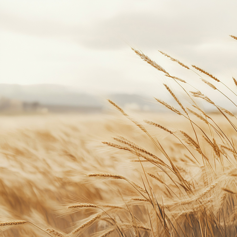 Golden Field07