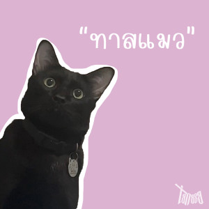 Listen to ทาสแมว song with lyrics from TANASA
